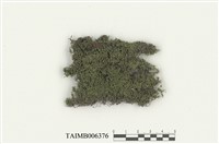 藏品(青苔科)的圖片